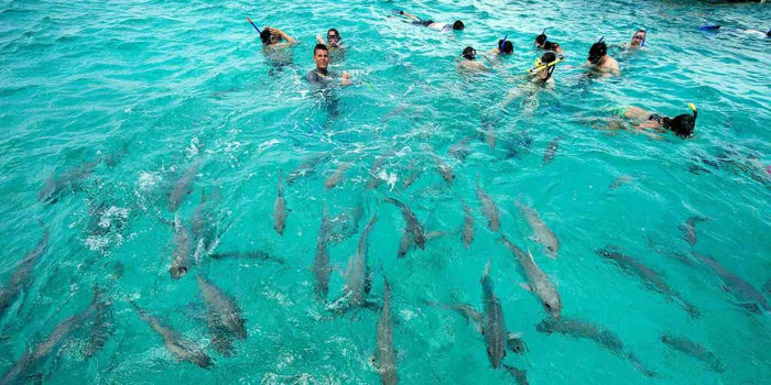 2.2 Shark Ray Alley, Ambergris Caye